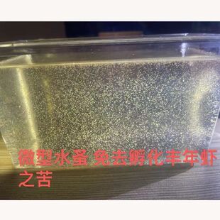 微型水蚤好养繁殖培养鱼食蹦蹦红虫鱼苗开口饲料活草履虫轮虫