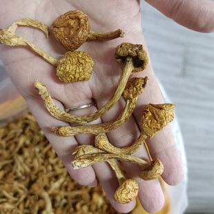黄蘑菇大兴安岭菌菇滑子蘑蘑菇干货滑子菇黄蘑小黄蘑炖鸡滑滑的