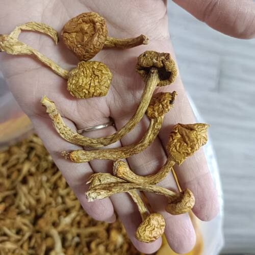 黄蘑菇大兴安岭菌菇滑子蘑蘑菇干货滑子菇黄蘑小黄蘑炖鸡滑滑的