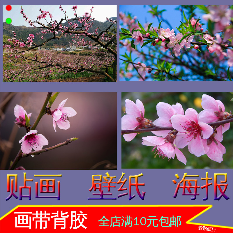 桃花桃树照片海报自然景色粉色花朵装饰画墙贴画壁纸自粘