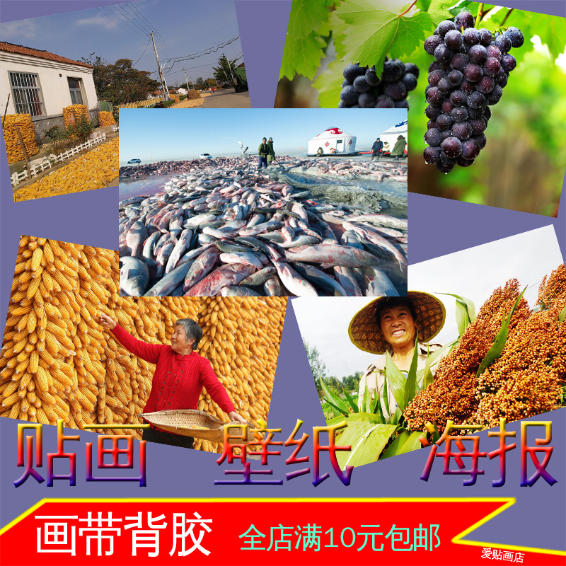 农村农民粮食丰收照片蔬菜水果大丰收海报农家乐墙贴画装饰画挂画图片