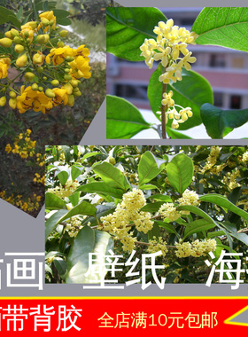 植物花卉田园风带背胶装饰画挂画