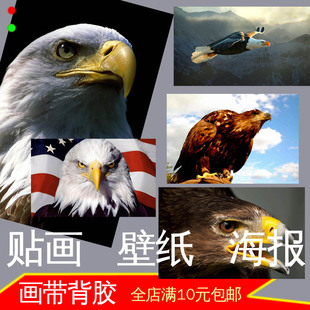 老鹰雄鹰猛禽照片写真海报装饰画墙贴画大展宏图壁挂画动物雕自粘