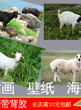 原生态海报照片墙贴画