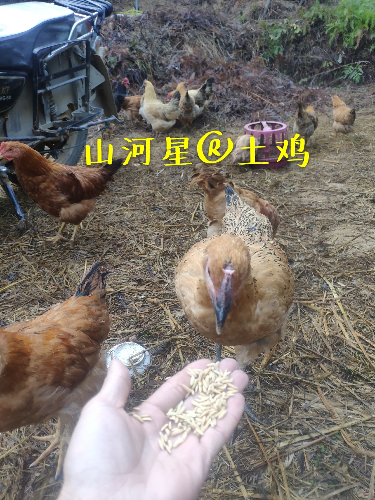 山河星土鸡 稻谷散养柴鸡蛋 福建三明清流 白鸭 土鸭子稻田战斗鸡