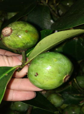 生态水果酸野果岭南山竹子Garcinia oblongifolia Champ 倒捻子木