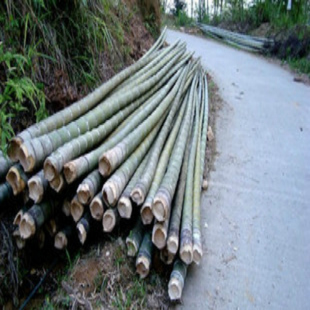 楠竹 种苗子 绿竹 厘竹 小径竹 装 毛竹 饰建筑工程竹木材料 竹杆