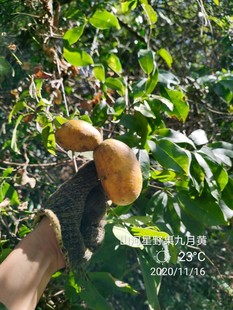 山河星 4斤野生九月黄八月瓜野木瓜牛卵坨罗藤包木通果牛哈卵野果