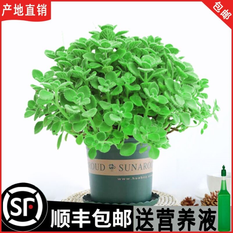 碰碰香盆栽可食用绿植驱蚊提神香喷喷多肉植物花卉净化空气一抹香