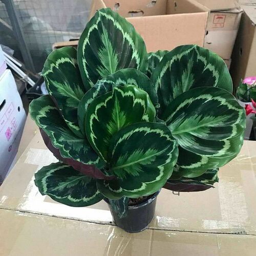 彩虹孔雀北欧客厅观叶青苹果竹芋