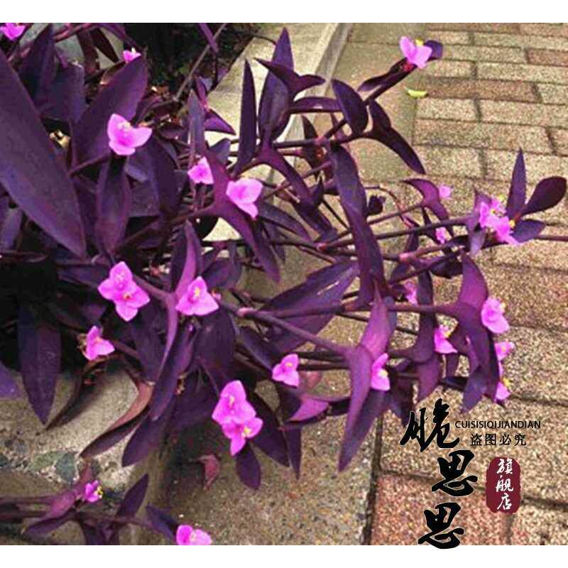 紫罗兰盆栽鸭跖草吊兰垂吊紫叶草室内阳台花园净化空气紫竹梅紫色