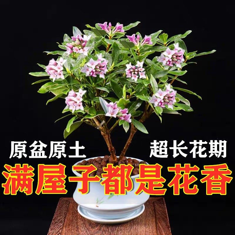 四季常青金边净化空气盆栽图片