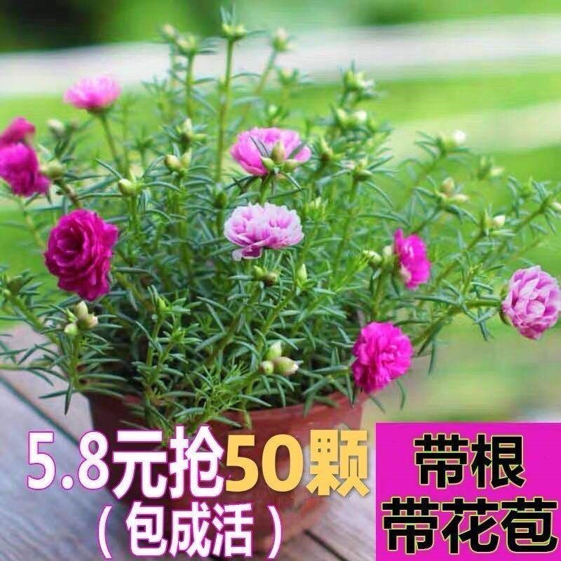 带根带土带花苞太阳花苗盆栽四季开花混色重瓣死不了宿根花卉盆.