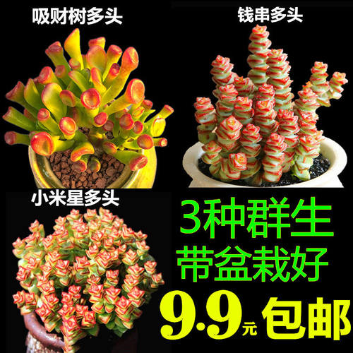 多肉植物好桃蛋童子钱串绿植