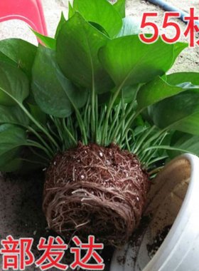不含盆水养新房室内除甲醛绿植