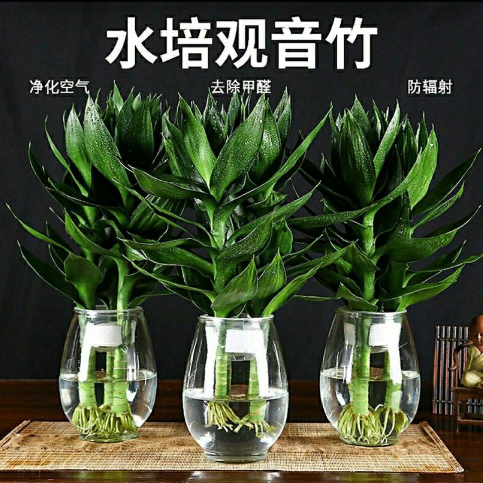 富贵竹水培植物观音竹盆栽花卉包邮水养盆景客厅卧室净化空气绿植