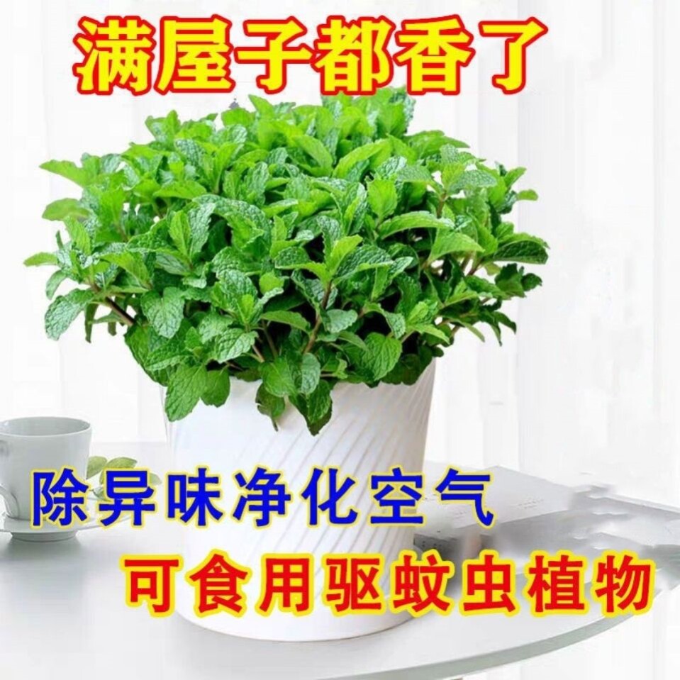 可食用薄荷盆栽室内带香味绿植驱蚊虫客厅吸甲醛阳台净化空气花卉