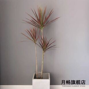 七彩铁千年木北欧盆栽三色龙血树客厅室内吸除甲醛净化空气绿植物