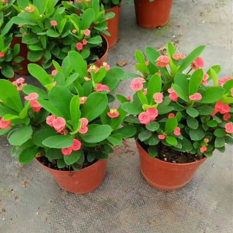 海棠花盆栽花卉观花植物室内花好养四季开花的花绿植铁海棠虎刺梅