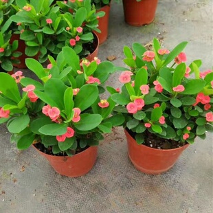 海棠花盆栽花卉观花植物室内花好养四季开花的花绿植铁海棠虎刺梅