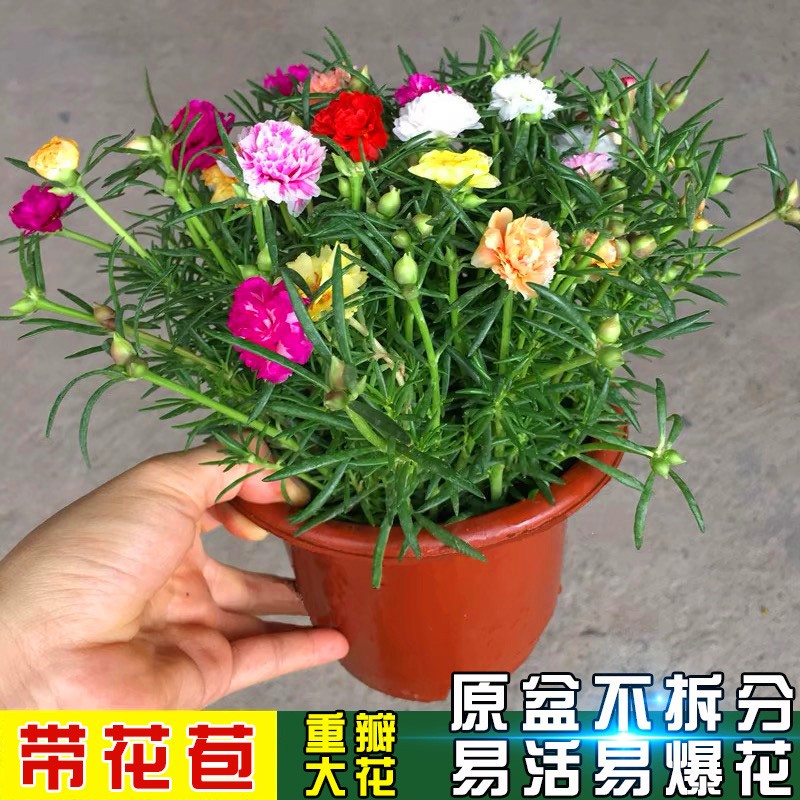 太阳花花苗四季开花 重瓣老桩大花盆栽室内阳台花卉易种活 带花苞图片