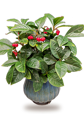 紫金牛盆栽室内植物四季常青庭院绿植造景鱼缸盆景金玉满堂富贵子