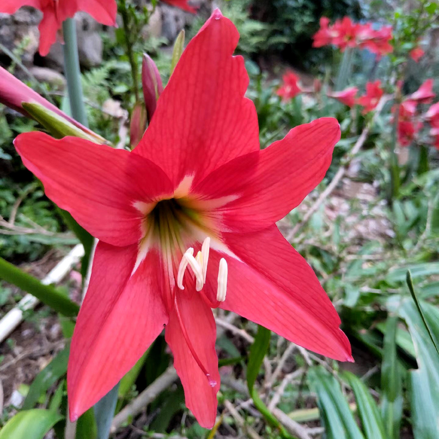 对对红花朱顶红大种球国产球根花卉庭院绿植物阳台盆栽包对版土朱