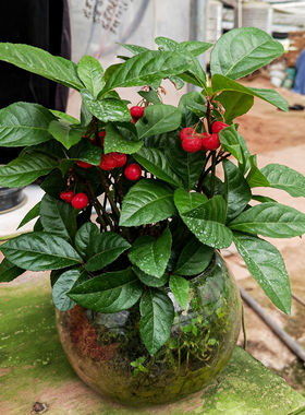 造景盆栽植物室内四季常青驱蚊绿色观赏植物净化空气防辐射紫金牛