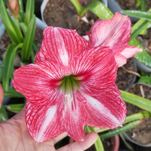 粉白肋朱顶红特大花朵花卉绿植物球根盆栽阳台福建国产本地土朱