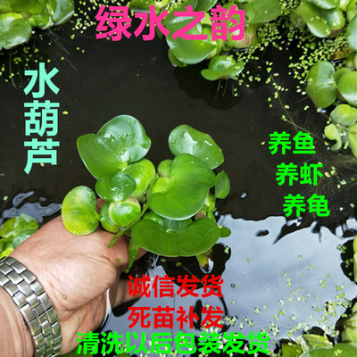 水葫芦水培水草净化水质凤眼莲