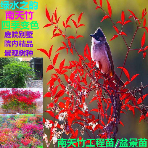 南天竹盆景老桩盆栽树苗四季植物