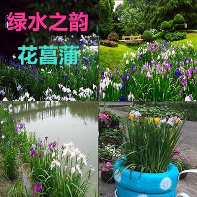 花菖蒲鸢尾花苗玉蝉花庭院池塘河道湿地绿化水陆两生挺水水生植物