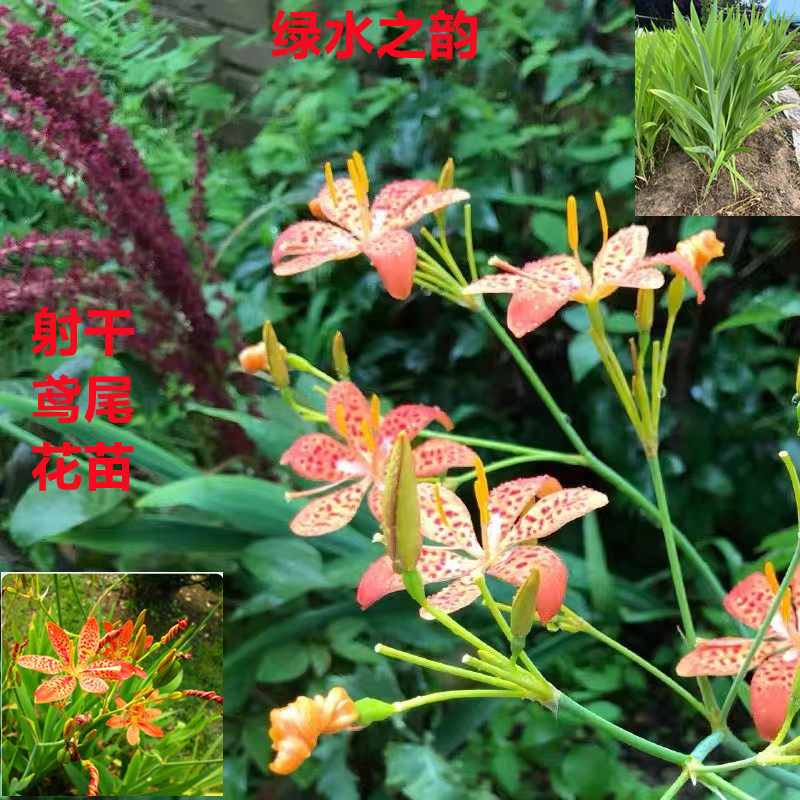 射干鸢尾花苗耐寒耐旱盆栽地栽四季易种庭院绿化工程宿根地被花卉
