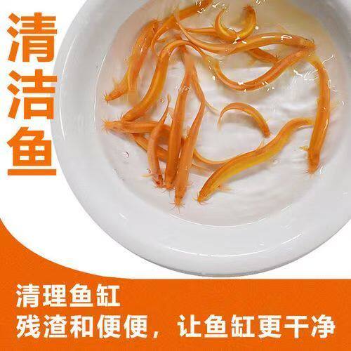 冷水淡水黄金泥鳅幼鱼新手易养