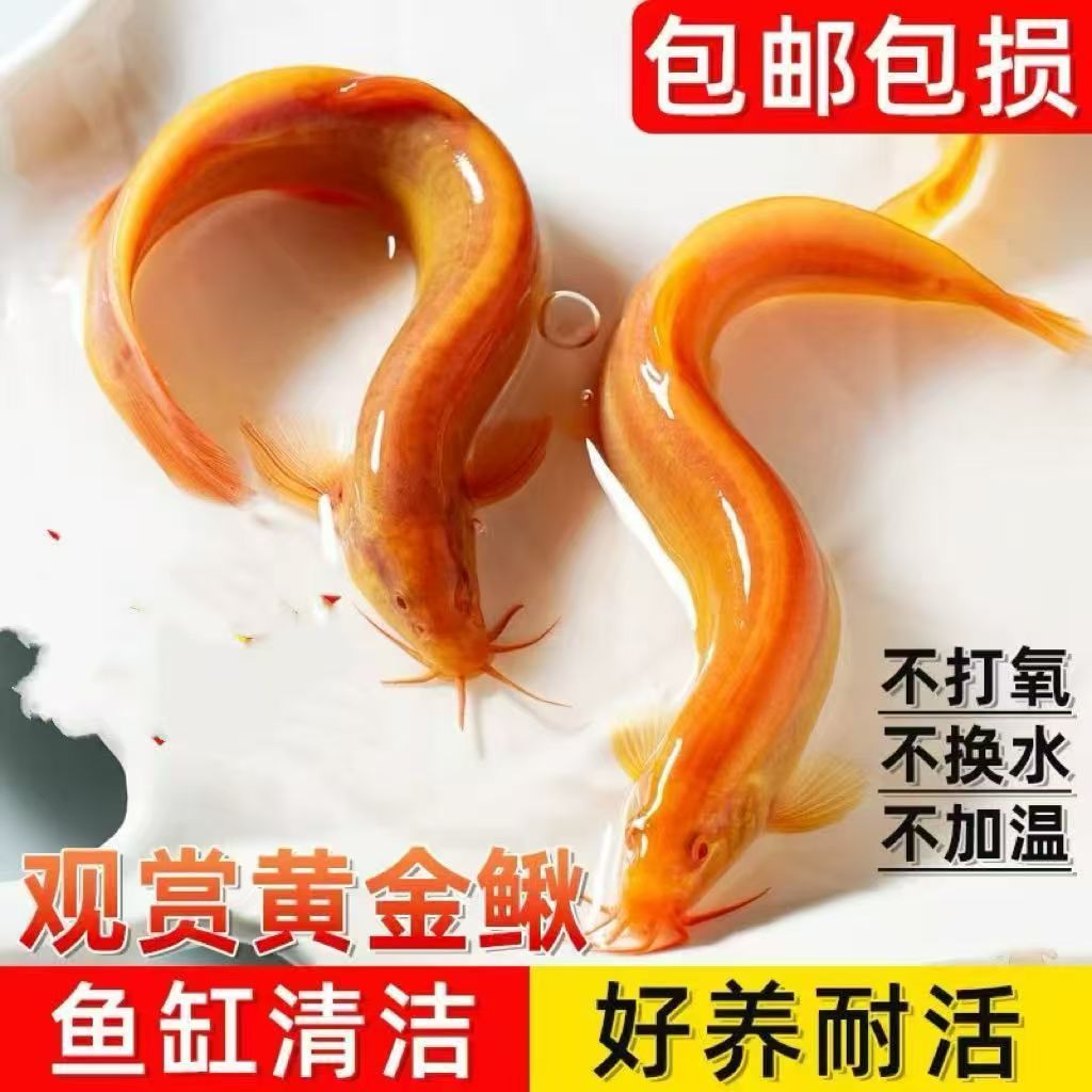 黄金观赏鳅清道夫鱼缸除藻好养