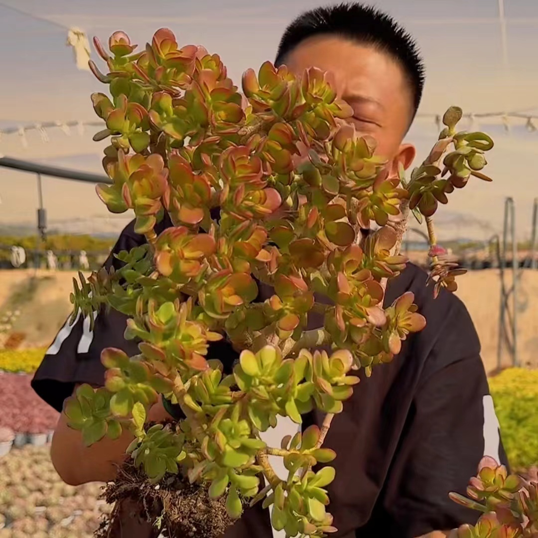 盆栽红边花月 25.8元多肉植物-封面