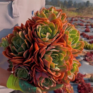 零花钱多肉 地栽绮罗 多肉植物