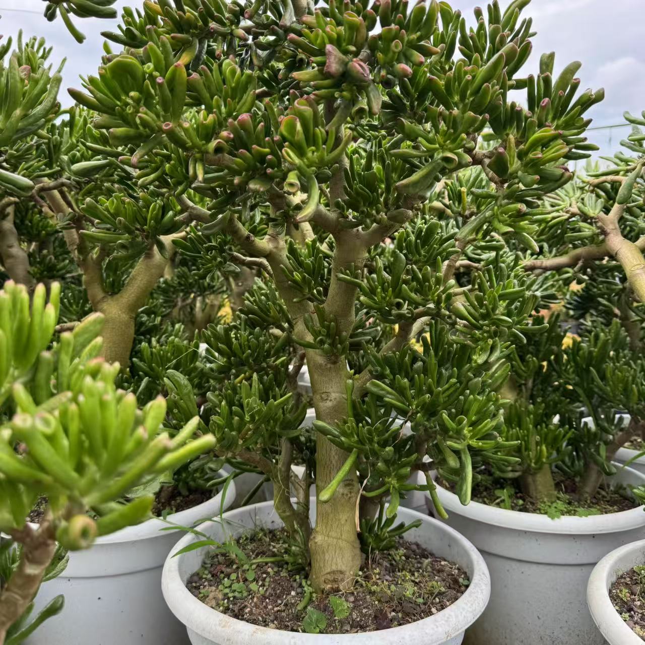 零花钱多肉 盆栽吸财树老桩 128元 多肉植物