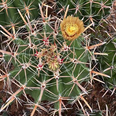 零花钱多肉  半岛玉  39.8元  仙人掌科