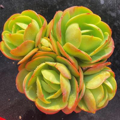 零花钱多肉  盆栽碧桃小群  9.9元 多肉植物