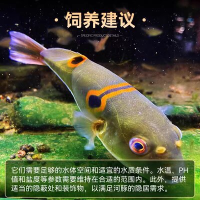 星斑点河豚弓斑河豚条纹河豚海水观赏鱼狗头鱼本土原生鱼