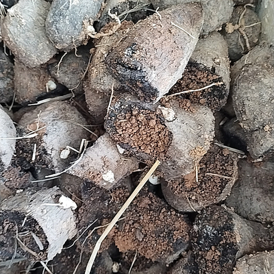 湖南特产白心脚板薯苗高产粉糯白薯种子江西大薯秧苗非淮山药包邮