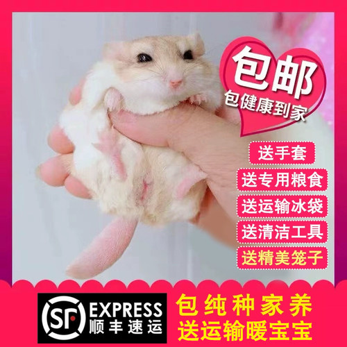 通心粉鼠幼崽活物北非肥尾沙鼠