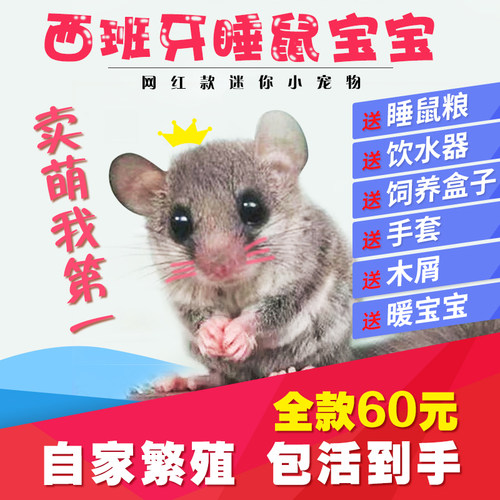 网红小宠物宿舍懒人西班牙睡鼠