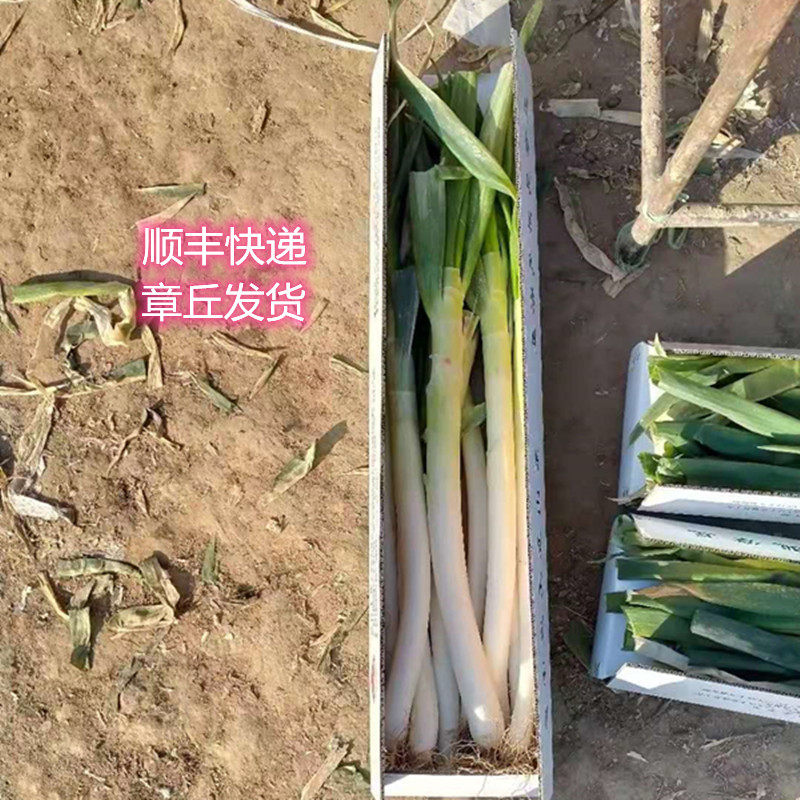 山东正宗章丘大葱基地产地直发铁杆高脆甜微辣新鲜蔬菜5斤礼盒葱