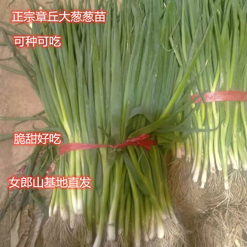 顺丰包邮正宗章丘大葱葱苗大梧桐新鲜蔬菜山东烧烤种植基地葱农脆 水产肉类/新鲜蔬果/熟食 葱类 原图主图