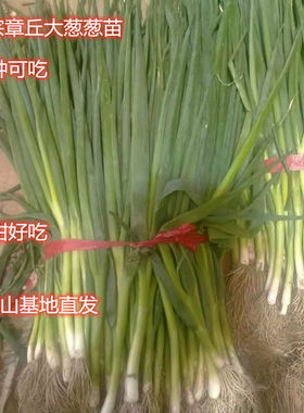 绣惠山水居章丘女郎山新鲜小葱