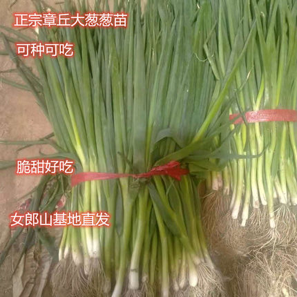 顺丰包邮正宗章丘大葱葱苗大梧桐新鲜蔬菜山东烧烤种植基地葱农脆