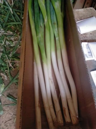 小细葱章丘不辣脆甜生吃
