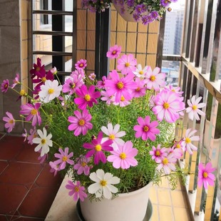 波斯菊花种子格桑花种籽子七彩四季播种开花庭院室外易活野花种子